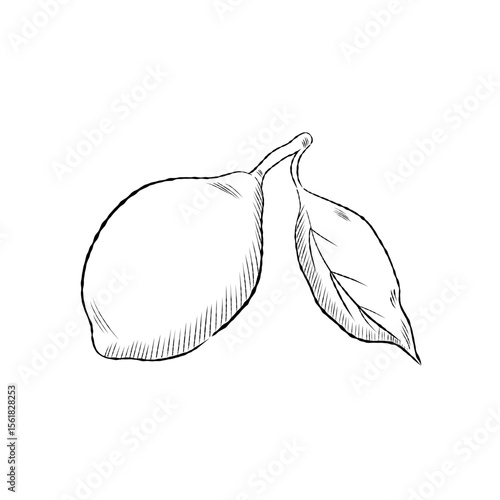 Simple cartoon hand drawn l...