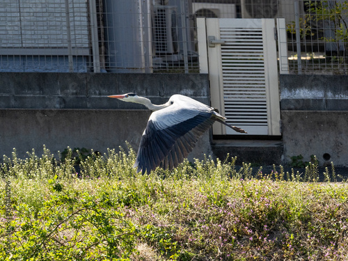 Japanese gray heron swoops over canal bank