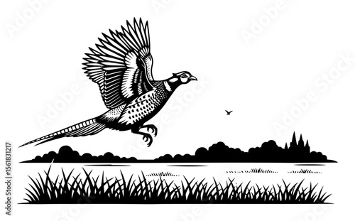 flying pheasant over meadow vector illustration