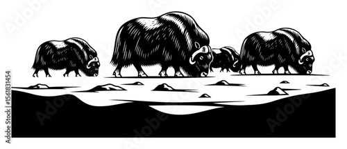 Musk ox herd vector illustration – shaggy Arctic bovids grazing beside frozen lake in tundra landscape