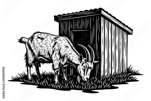 Goat Grazing Near Shed Vector Illustration