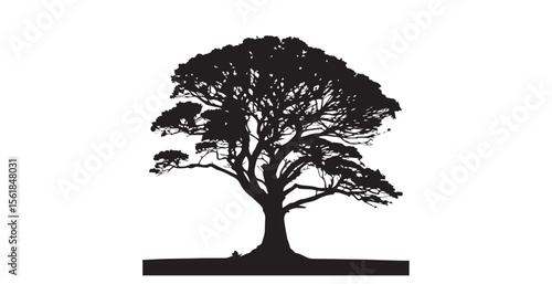 Majestic ancient tree with spreading branches against a bright white sky silhouette