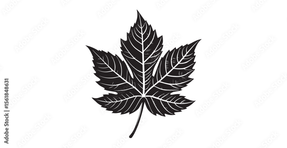 Obraz premium Detailed black maple leaf with intricate vein patterns in silhouette