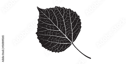 Detailed black and white aspen leaf vein structure silhouette