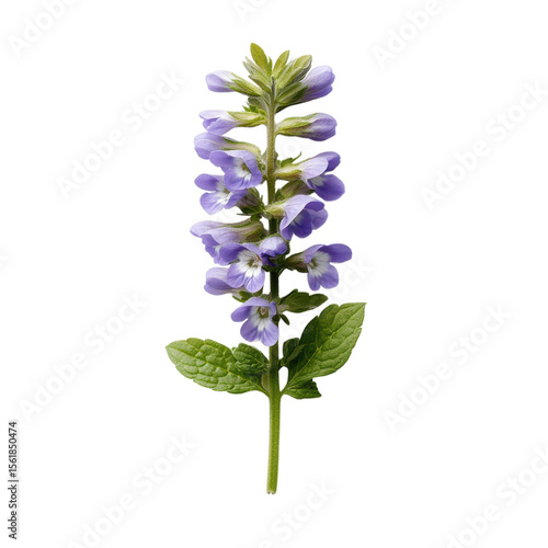 Close up of a scutellaria baicalensis plant with purple flowers and green leaves isolated on transparent background