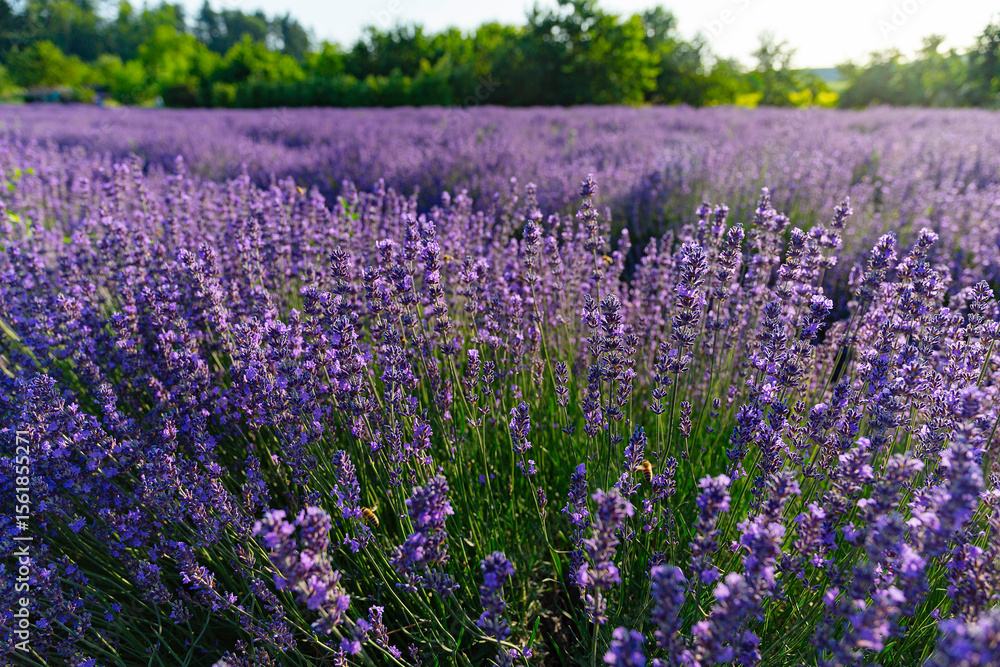 Naklejka premium Lavendelfeld Lavendel