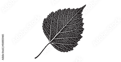 Detailed black and white leaf vein structure against a bright white background silhouette