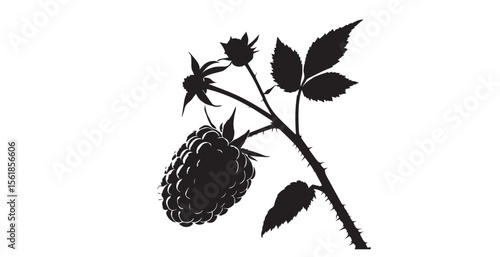 Close up of a ripe blackberry on a thorny stem with leaves silhouette