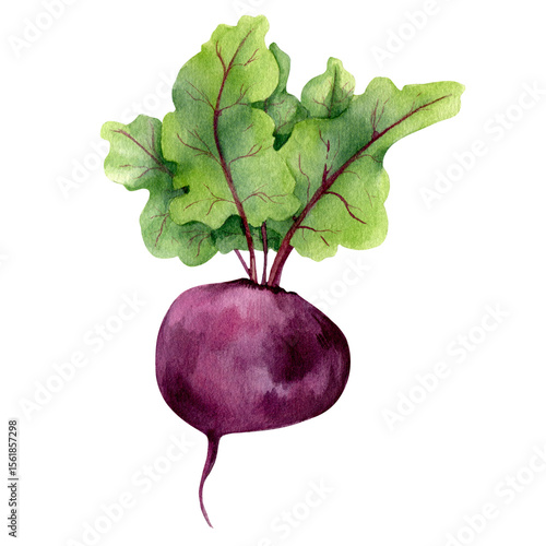 watercolor hand drawn beet isolated in transparent background. beet for packaging. illustration of red beets