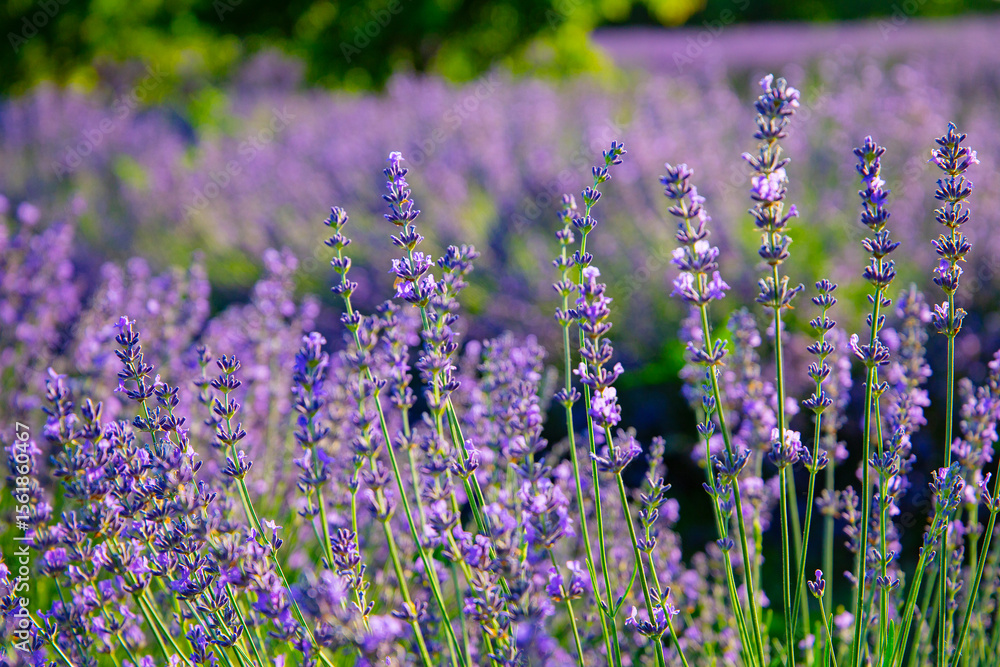 Fototapeta premium Lavendelfeld Lavendel