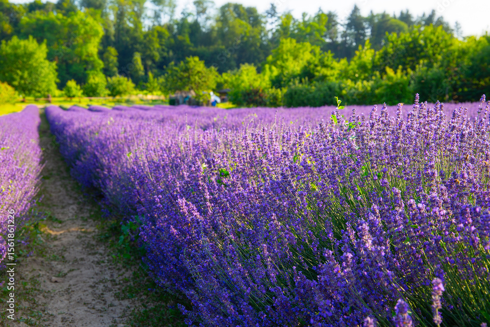 Fototapeta premium Lavendelfeld Lavendel