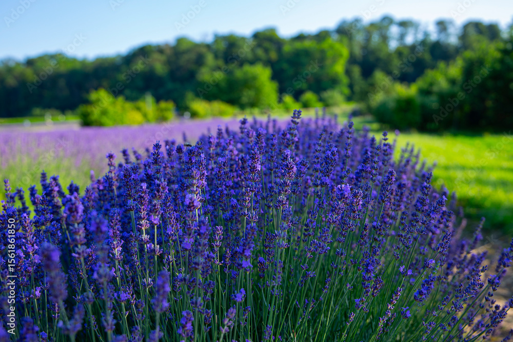 Fototapeta premium Lavendelfeld Lavendel