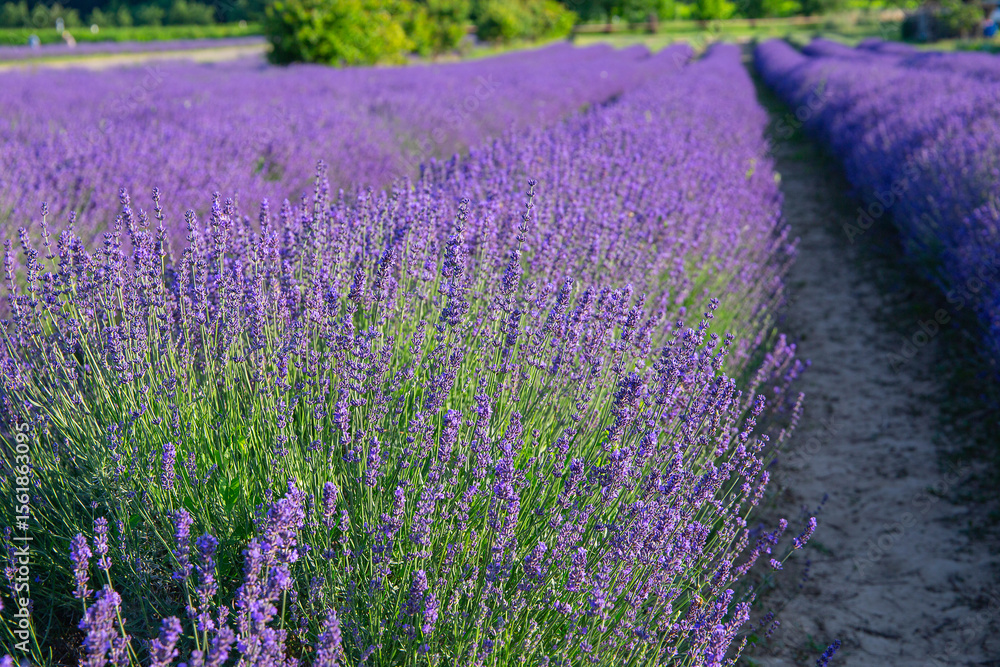 Obraz premium Lavendelfeld Lavendel