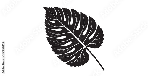 Detailed black monstera leaf with intricate veins and fenestrations silhouette