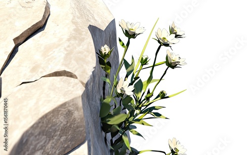 White flowers sprout from a cracked stone