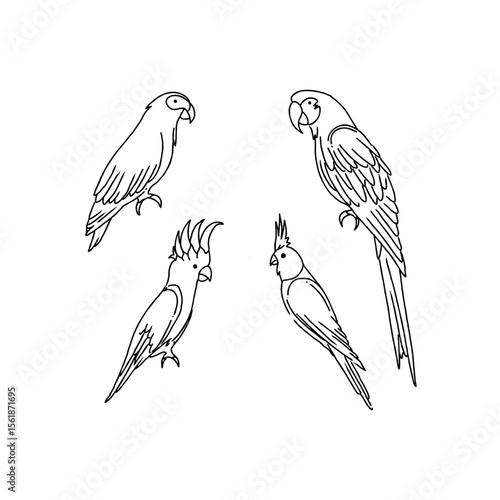 Line art parrot illustration