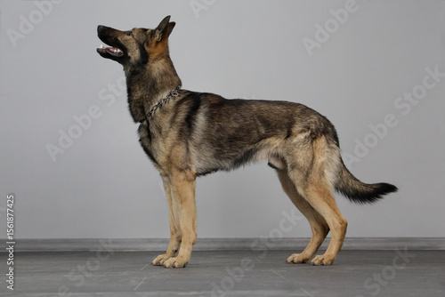 Side profile of an alert German Shepherd dog standing on a gray studio background. Full body view showing muscular posture and elegant stance.