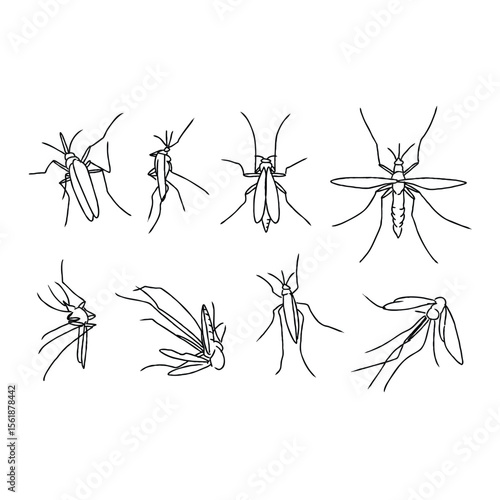 Web