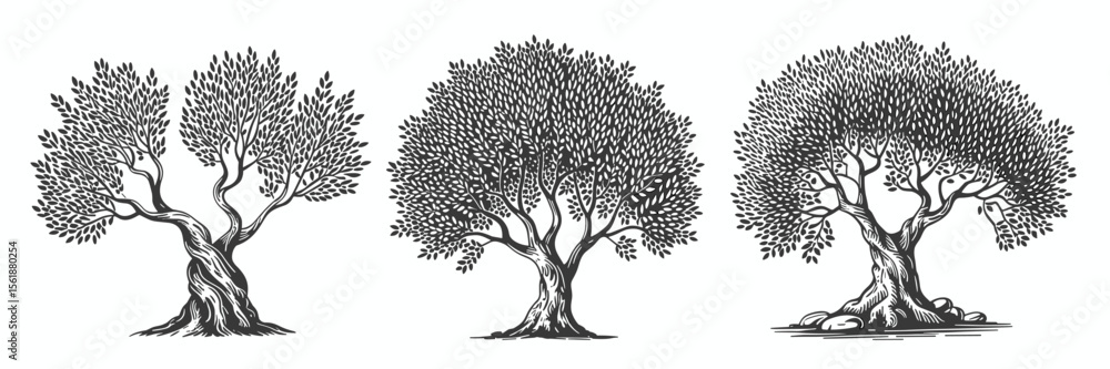 Naklejka premium Olive trees, woodcut illustration, nature, branches, leaves, old, plant, tree, trunk, sketch