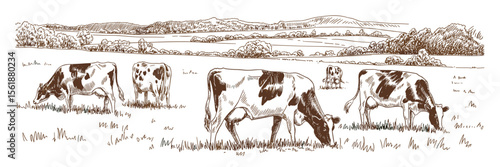 Cows grazing in meadow, field landscape illustration, sketch, farm animals