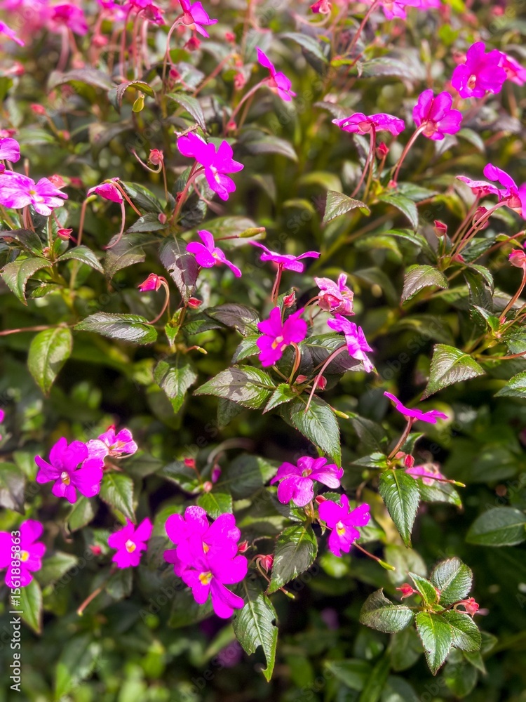Fototapeta premium pink flowers in the garden