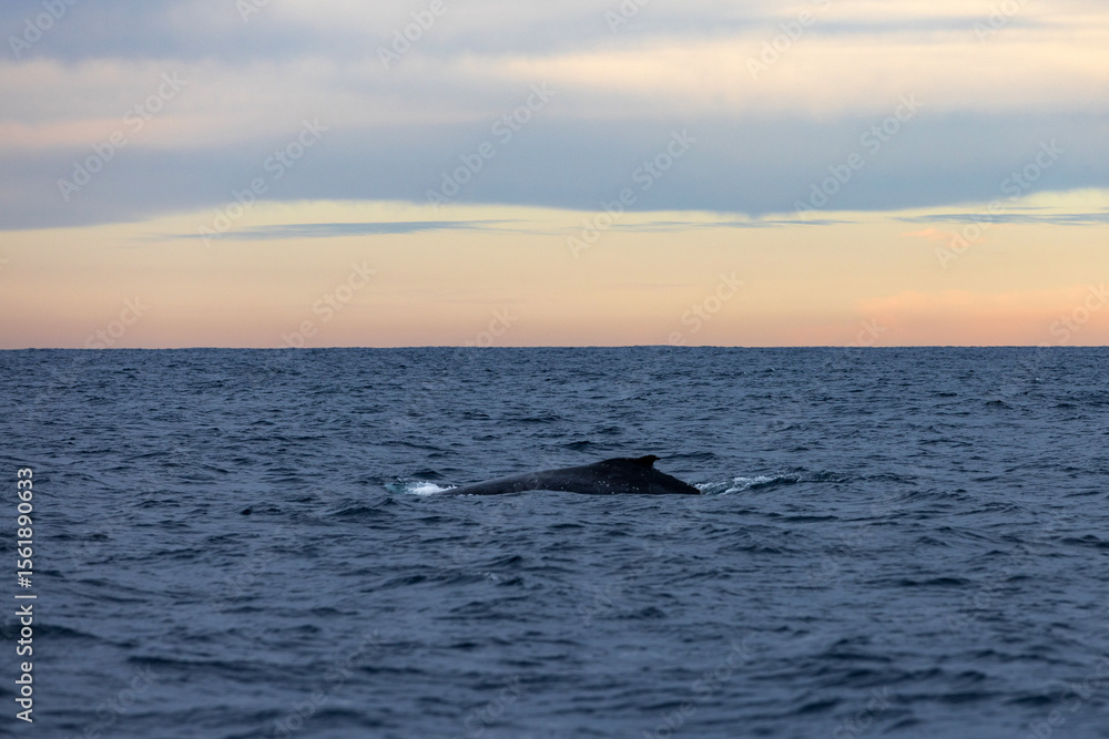 Fototapeta premium A large humpback whale swimming north on its way up the East Australian coast during migration.