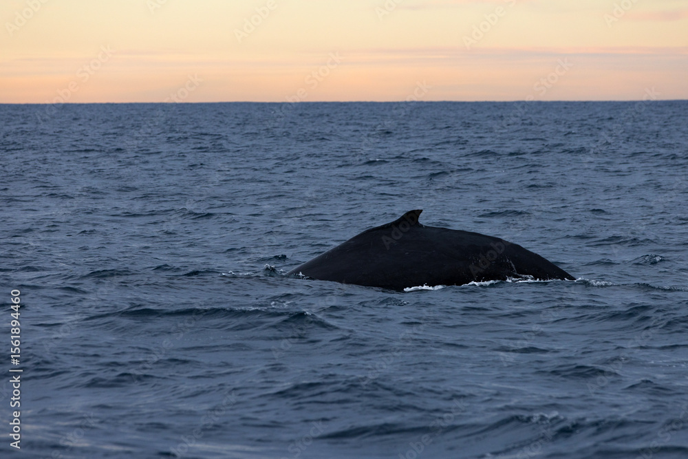 Fototapeta premium A large humpback whale arches its back as it dives below the ocean’s surface on its way up the East Australian coast during migration.