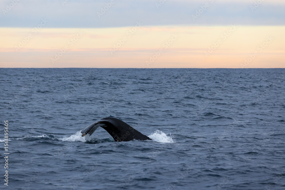 Obraz premium A beautiful large humpback whale lifts its tail (fluke) above the ocean’s surface as it dives down on its migration along the coastline. Captured below a pastel sunset.