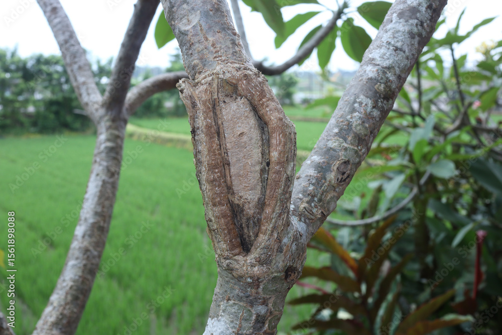 Fototapeta premium Closed up of a tree cancer