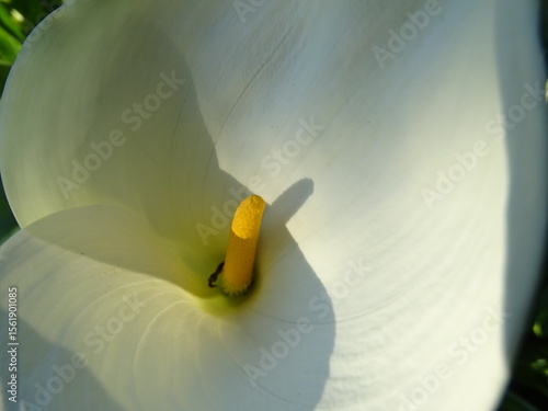 close up of a lily