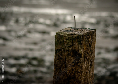 old log on a beach