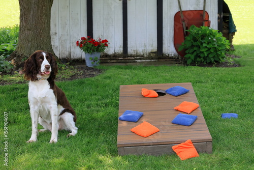 Family dog ready to take on challengers in backyard cornhole game