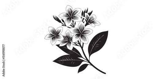 Elegant plumeria flowers and leaves in a detailed black and white silhouette