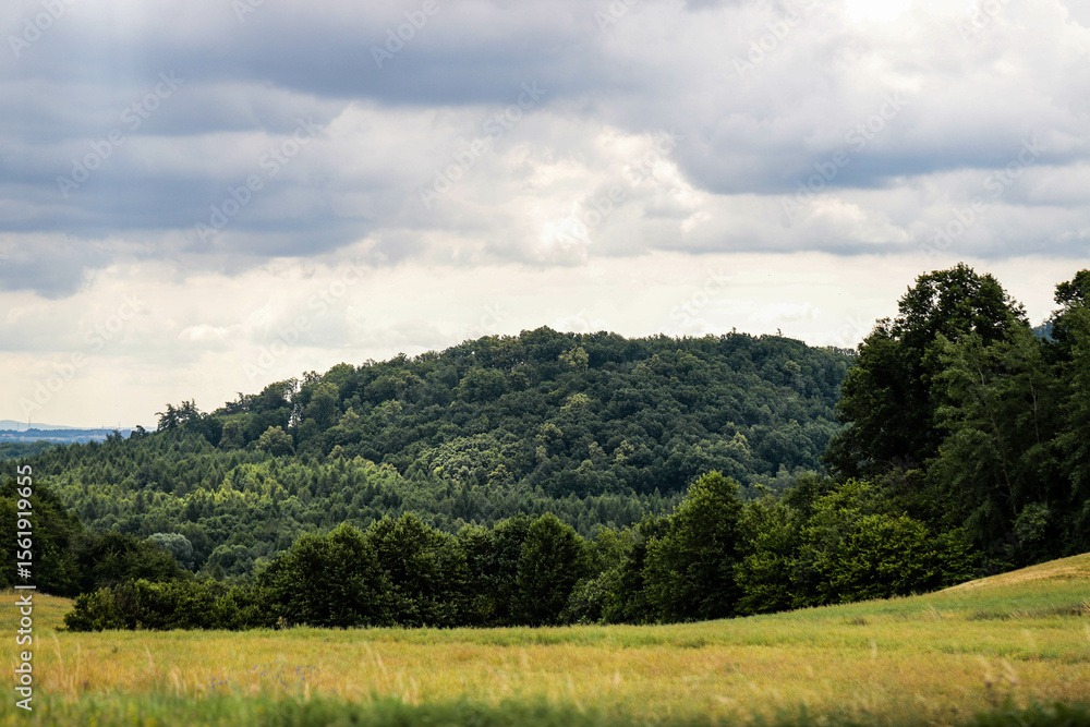 Wide Open Nature Fields and Forest Beneath the Sky Wide Open Nature Fields and Forest Beneath the Sky