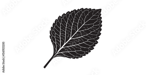Detailed black and white leaf silhouette with intricate vein pattern