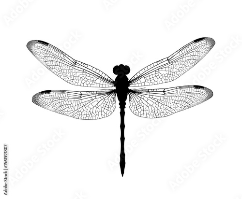 Real dragonfly silhouette vector. macro insect wing engraving.
