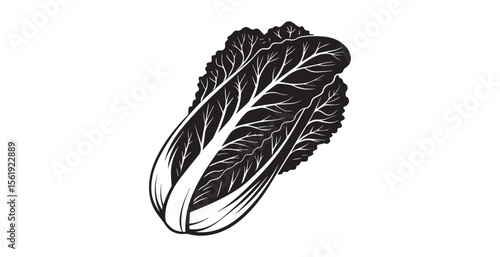 Detailed black and white silhouette of a napa cabbage