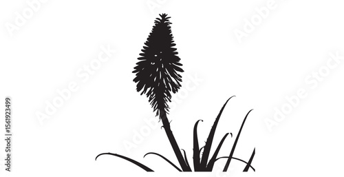 Striking black and white silhouette of a blooming aloe vera flower spike