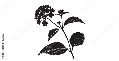 Detailed botanical illustration of a blooming lantana plant with leaves silhouette