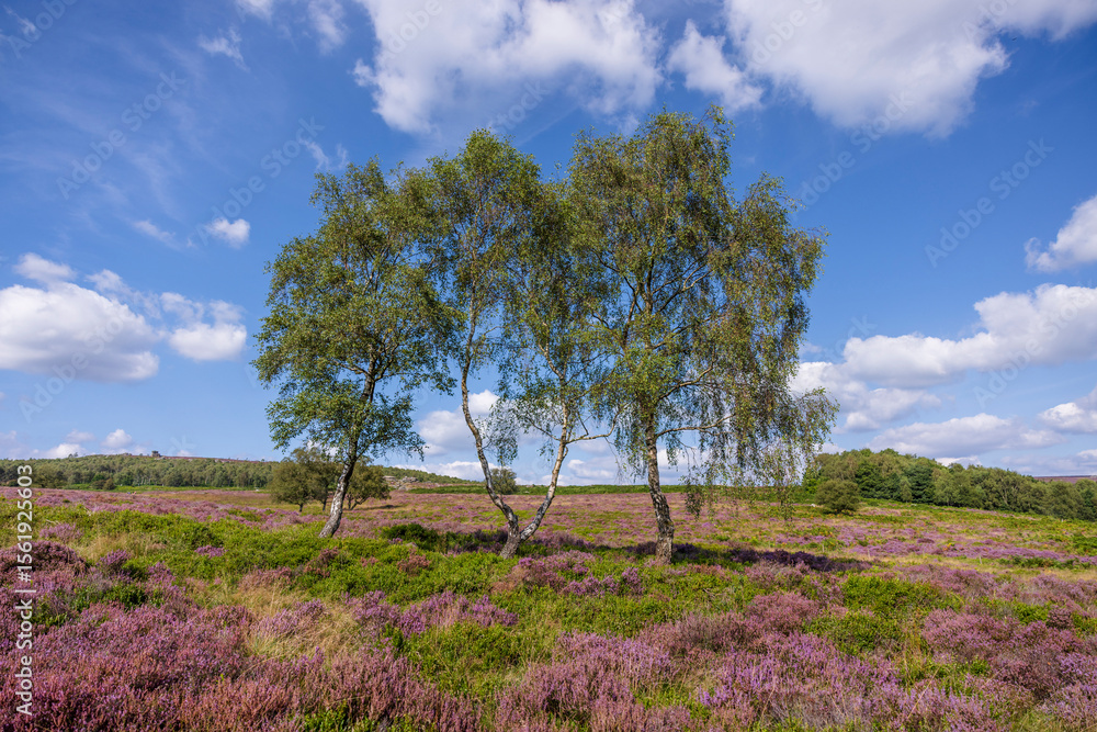 Peaceful landscape of birch trees and purple heather in full bloom beneath a bright summer sky at Lawrence Field, Hope Valley, Peak District National Park, England Peaceful landscape of birch trees and purple heather in full bloom beneath a bright summer sky at Lawrence Field, Hope Valley, Peak District National Park, England