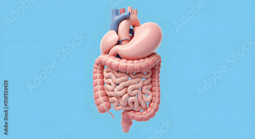 Human Digestive System 3D Model of Intestines, Stomach, and Heart