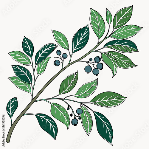 vector illustration of evergreen huckleberry