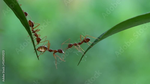 Ant bridge unity team,Concept team work together,Video footage show sacrifice of ant