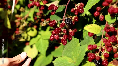 hand picking blackberry in the garden