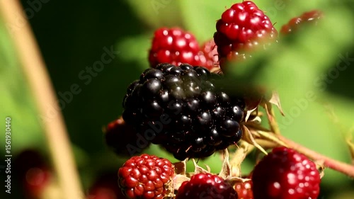 blackberry in the garden