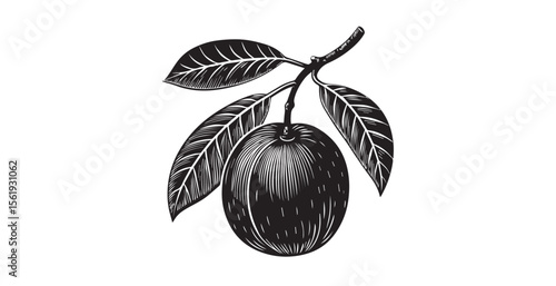 Detailed woodcut style illustration of a single ripe fruit on a branch with leaves silhouette