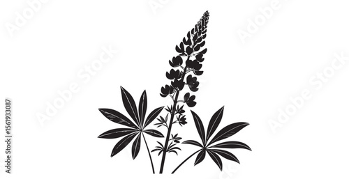 Papier peint Elegant black and white silhouette of a blooming lupine flower silhouette