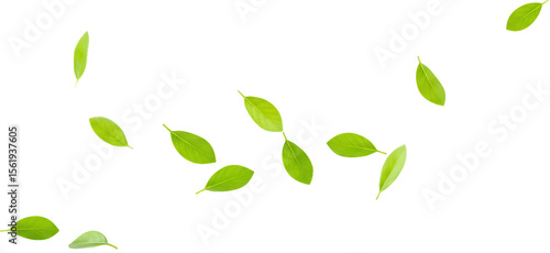 Green leaves blowing in the wind