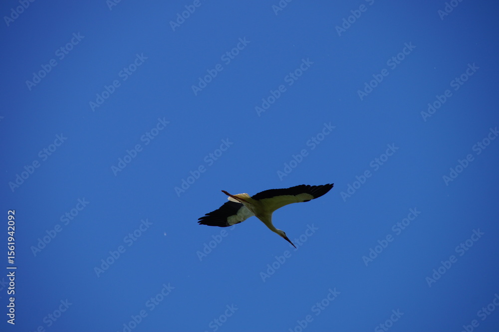 Obraz premium Storch im Flug