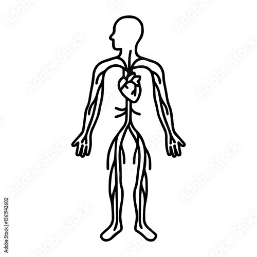 anatomical circulatory system icon vector on white background
Human anatomical organ